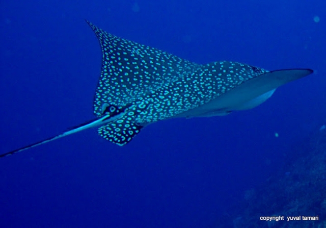 Manta rayas.JPG